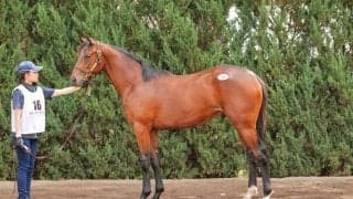 【セレクトセール2025】フライトライン産駒に1億9000万円…無敗の父・米チャンピオンに注目集まる