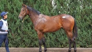 【セレクトセール2025】ロードカナロア産駒に1億9000万円…母は豪G1馬