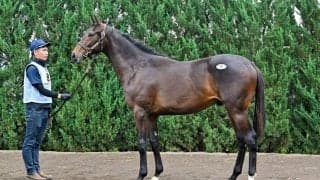 【セレクトセール2025】ローシャムパーク半弟のシスキン産駒に1億3000万円