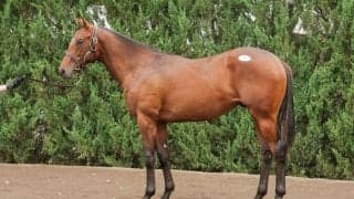 【セレクトセール2025】ドレフォン産駒に1億円