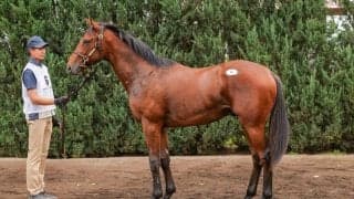 【セレクトセール2025】ロードカナロア産駒に1億2500万円