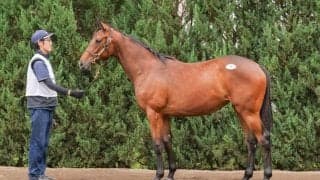 【セレクトセール2025】キタサンブラック産駒に1億1500万円