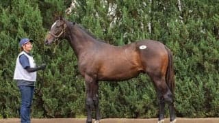 【セレクトセール2025】キズナ産駒に1億2500万円…エコロブルーム半弟