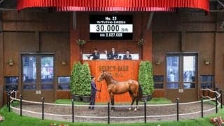 【セレクトセール2025】今年最初の3億円到達は「コンヴィクションIIの2024」 ダノックスが3億円で落札