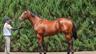 【セレクトセール2025】好調キタサンブラック産駒！億超えが4頭目