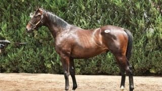 【セレクトセール2025】コントレイル産駒の良血馬に1億2500万円