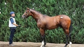 【セレクトセール2025】アドマイヤデイトナ半弟に1億5000万円