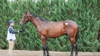 【セレクトセール2025】キタサンブラック産駒に1億2000万円…犬塚悠治郎氏が落札