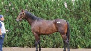 【セレクトセール2025】インディチャンプ産駒に1億6000万円