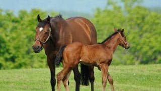 【セレクトセール2025】「最後のメイクに時間が……」「アンチエイジングがボーナスツール」　今年もオークショニアの名文句に注目