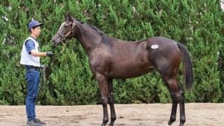 【セレクトセール2025】キタサンブラック産駒がまたしても億超え…フォトコールの2024は1億7000万円