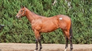 【セレクトセール2025】フライトライン産駒が1億円超え…米無敗、注目の種牡馬