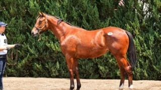 【セレクトセール2025】クリソベリル産駒に1億円…アリーヴォ半弟