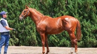 【セレクトセール2025】モーリス産駒に1億4500万円