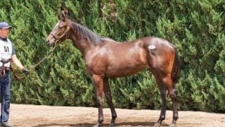 【セレクトセール2025】キズナ産駒に1億4000万円…ラッキーダイムの2024