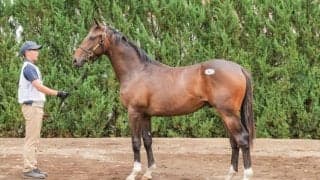 【セレクトセール2025】ダンスファンタジアの2024に1億1000万円