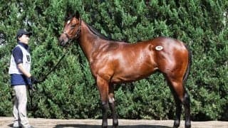 【セレクトセール2025】フライトライン産駒に1億8000万円