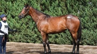 【セレクトセール2025】またしてもキタサンブラック産駒は億超えをマーク