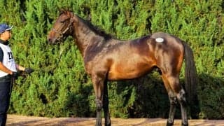 【セレクトセール2025】リスグラシュー半弟が1億7000万円…1歳セリのトリを飾る