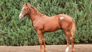 【セレクトセール2025】スワーヴリチャード産駒に1億6500万円