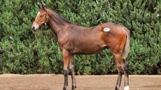 【セレクトセール2025】キングマン産駒に1億3500万円…全欧2歳牝馬チャンピオンの母