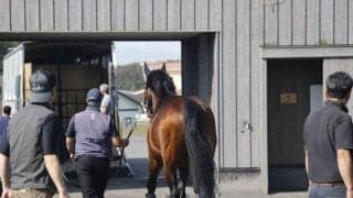 モーリスほか4頭が出国検疫のため胆振輸出検疫施設に入厩 南半球でシャトル供用