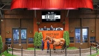 【セレクトセール2025】キタサンブラック半弟は2億2000万円…父コントレイル