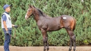 【セレクトセール2025】リッスンの2025は1億6000万円…スワーヴリチャード産駒