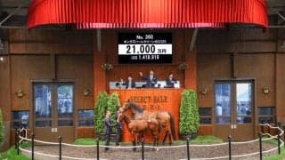 【セレクトセール2025】キタサンブラック産駒が2億円超え