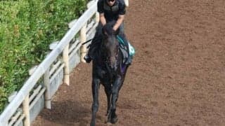 レッドラージャなど、先週の入厩情報/栗東トレセンニュース