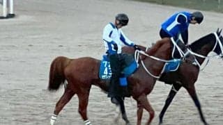 セラフィックコール、マーキュリーC最終追い切り速報/栗東トレセンニュース