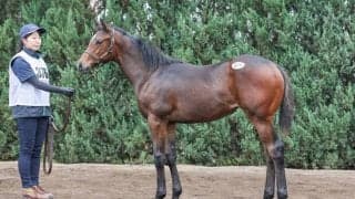 【セレクトセール2025】好調イクイノックス産駒！ベラソフィアの2025は1億7000万円