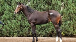 【セレクトセール2025】イクイノックス産駒牝馬が1億7000万円