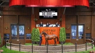 【セレクトセール2025】フォーエバーヤング半弟は3億円