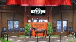 【セレクトセール2025】4億円飛び出す！キタサンブラック産駒・モシーンの2024