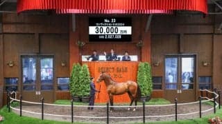 【セレクトセール2025】出た3億円！キタサンブラック産駒・コンヴィクション2の2024が超高額落札