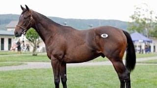 セレクションセール初日は売上総額27億円超 最高額は「セカンダリーマーケットの2024」で8800万円