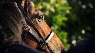 【関屋記念／危険な人気馬】実績最上位も「0.0.0.7」「0.0.0.6」と消しポイントが多数存在