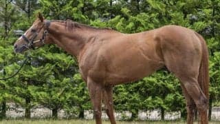 ダート短距離路線でも屈指の“筋肉量” 東海Sで重賞初V期待の一頭とは