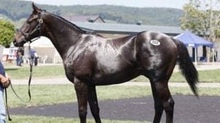 セレクションセール2日目は200頭が落札 最高価格はドレフォン産駒バルレッタの2024で4200万円