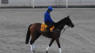 ワイドラトゥール、CBC賞2週前追い切り速報/栗東トレセンニュース