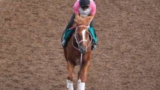 母系には南部杯連覇のベストウォーリア 師も期待を寄せるケンタッキーホーム/関西馬メイクデビュー情報