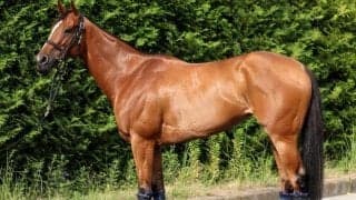 今や海外帰りはマイナスにならない!? 馬体派記者が「非の打ちどころがない」と絶賛したアイビスSD出走馬