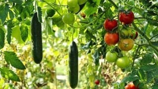 旬の夏野菜を食べて疲れ知らずの身体へ！