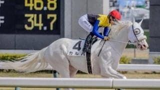 半姉は名牝ソダシ 白毛のカルパが待望の2勝目なるか