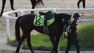 カラペルソナが中京で初陣 斉藤崇師「馬が良くなって戻ってきた」/関西馬メイクデビュー情報