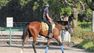 叔母にGI・2勝のスタニングローズ “バラ一族”のアッシズオブローズが新潟芝で初陣 /関東馬メイクデビュー情報