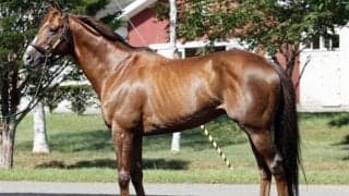 重賞3勝馬ボッケリーニがイーストスタッドに移動 26年から種牡馬に