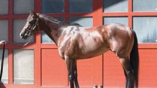 初芝の前走は“負けて強し” 馬体派記者が「重賞級の脚力」と絶賛するCBC賞出走馬