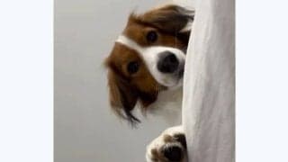 大谷翔平、40号の直後にデコピン公開　“真上”から見下ろす特別アングル、久しぶりの登場